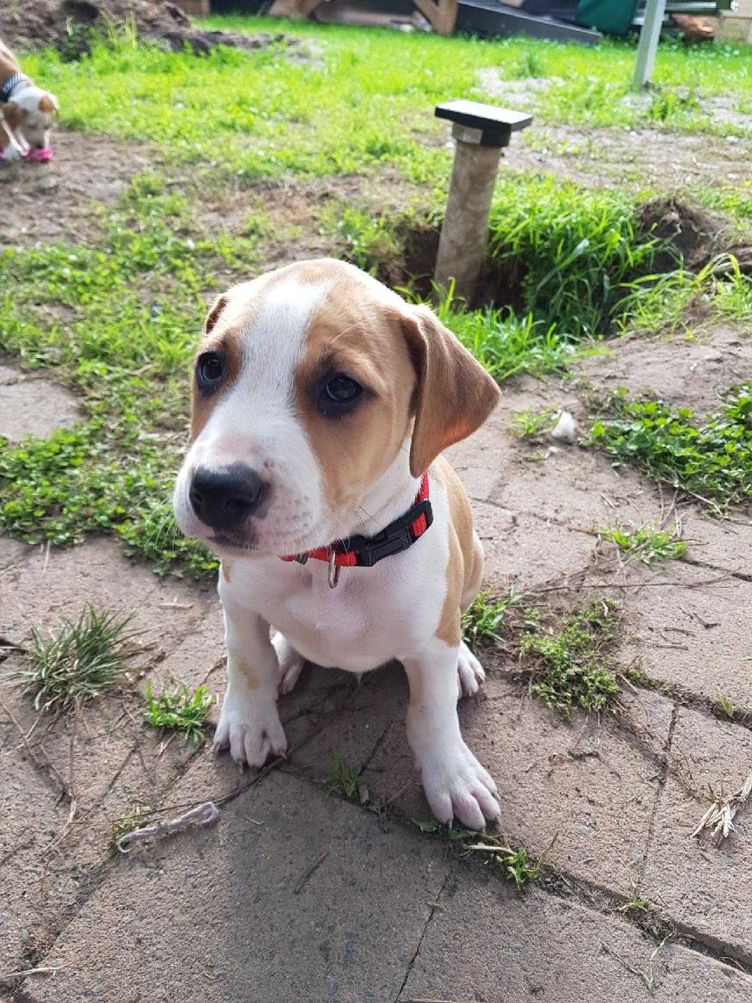 Whippet X Rhodesian Ridgeback puppies Medium Male Rhodesian