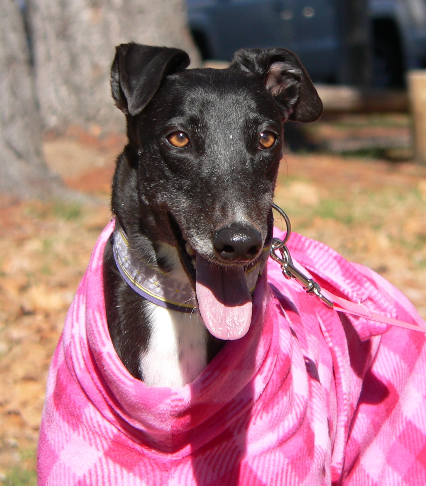 Fergie - Large Female Greyhound Dog in ACT - PetRescue