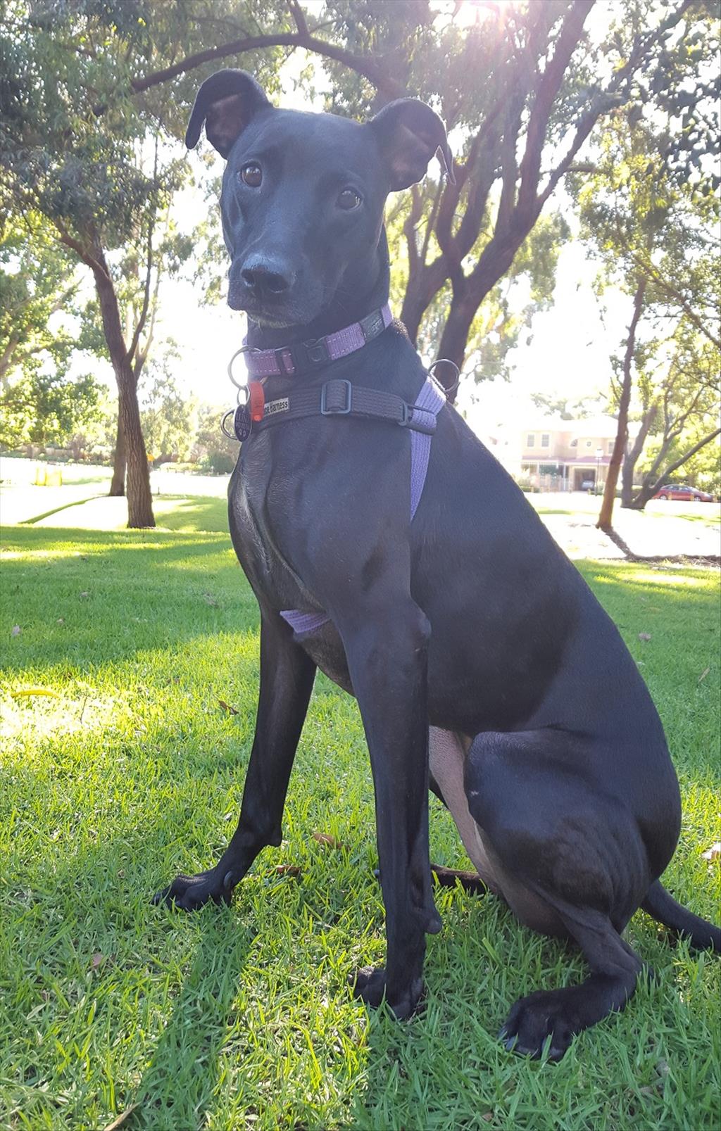 Luna Medium Female Labrador x Whippet Mix Dog in WA PetRescue