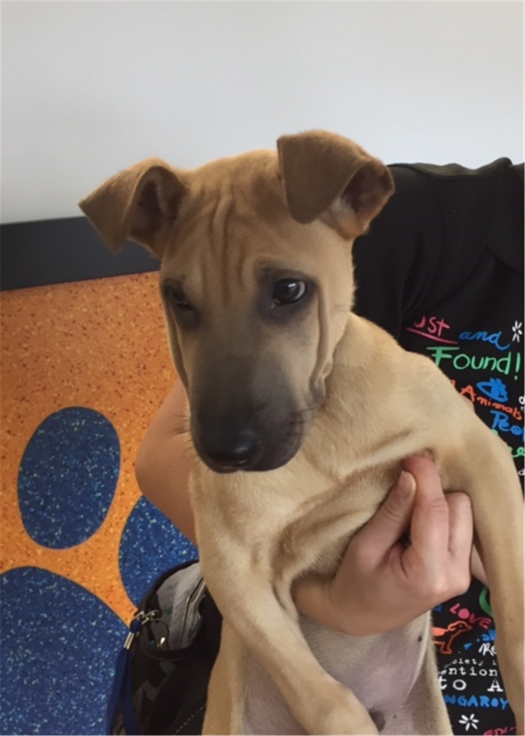 Leo Large Male German Shepherd x Shar Pei Mix Dog in QLD PetRescue