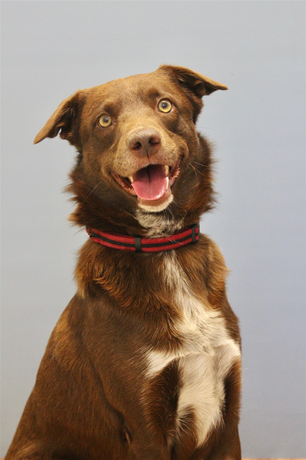 Leo Medium Male Australian Shepherd x Kelpie Mix Dog in QLD PetRescue