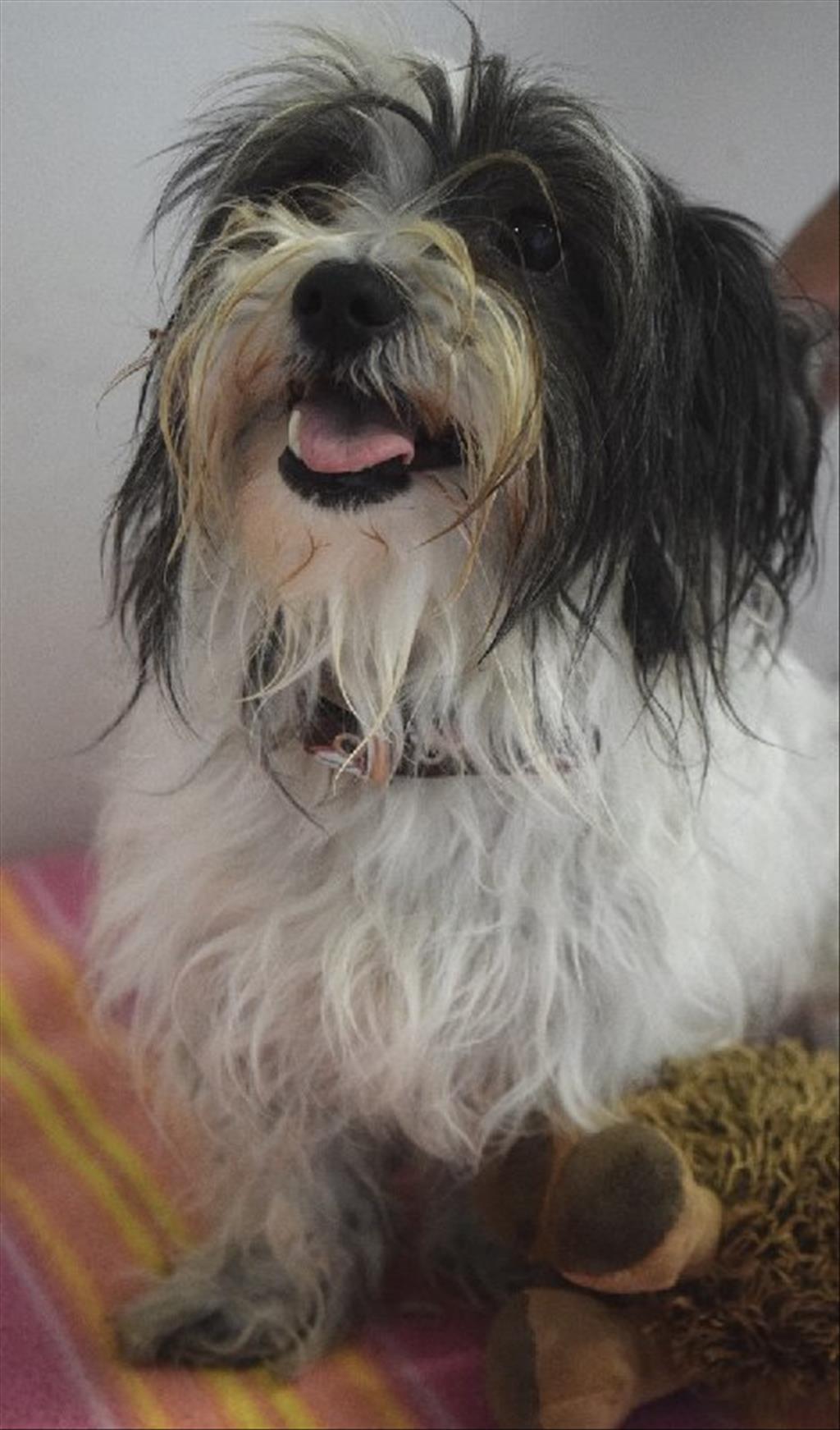 Bonny Small Female Shih Tzu x Australian Silky Terrier Mix Dog in QLD PetRescue