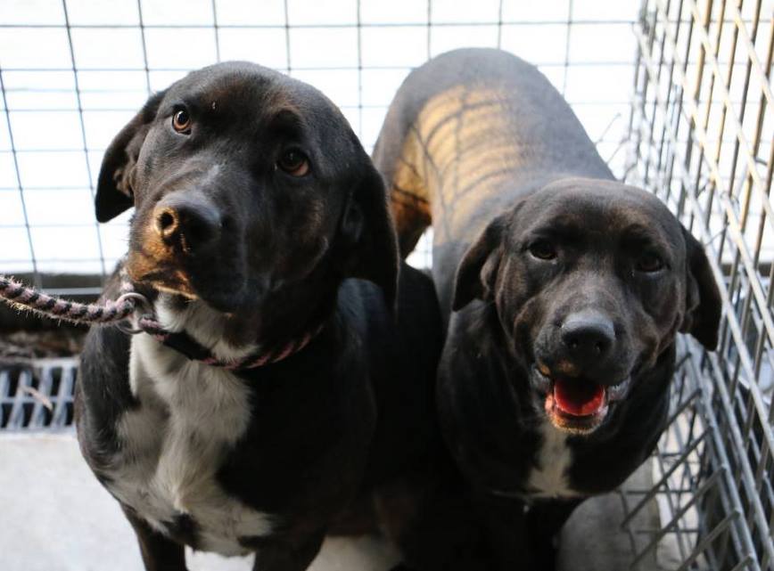 Middi and Schooner - Medium Male Rottweiler Mix Dog in NSW - PetRescue