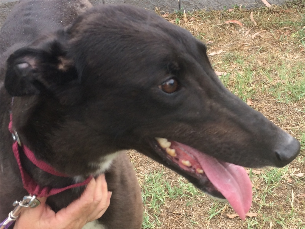 Coco - Large Female Greyhound Dog in ACT - PetRescue