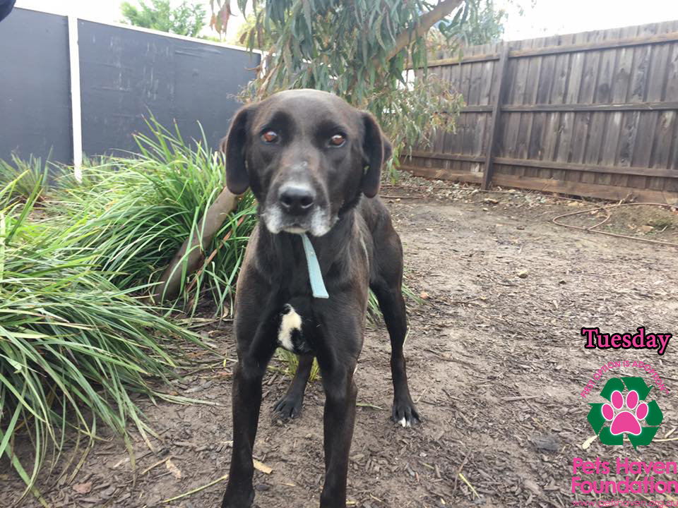 Tuesday Large Female Great Dane x Labrador Mix Dog in VIC PetRescue