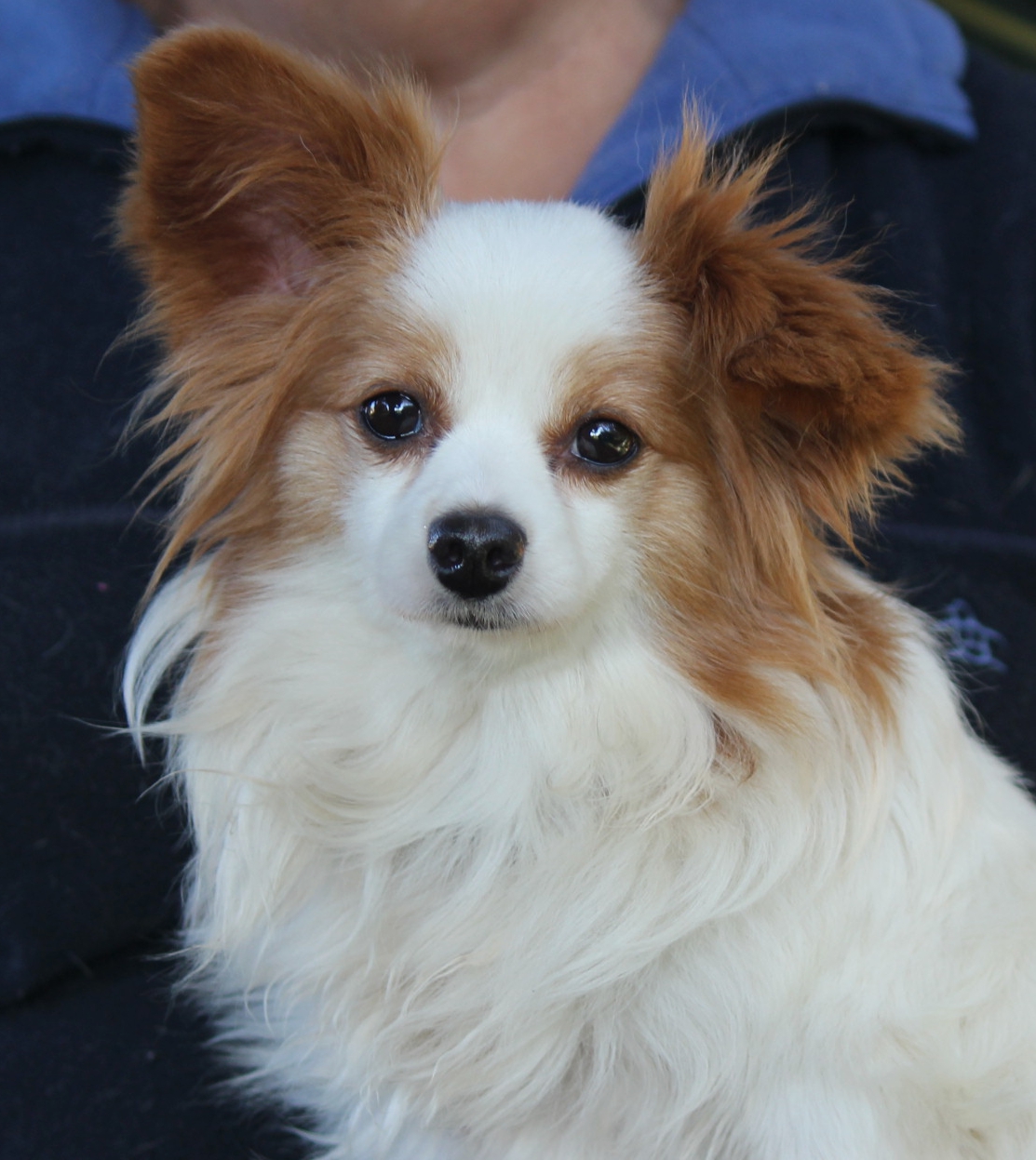 papillon dog rescue