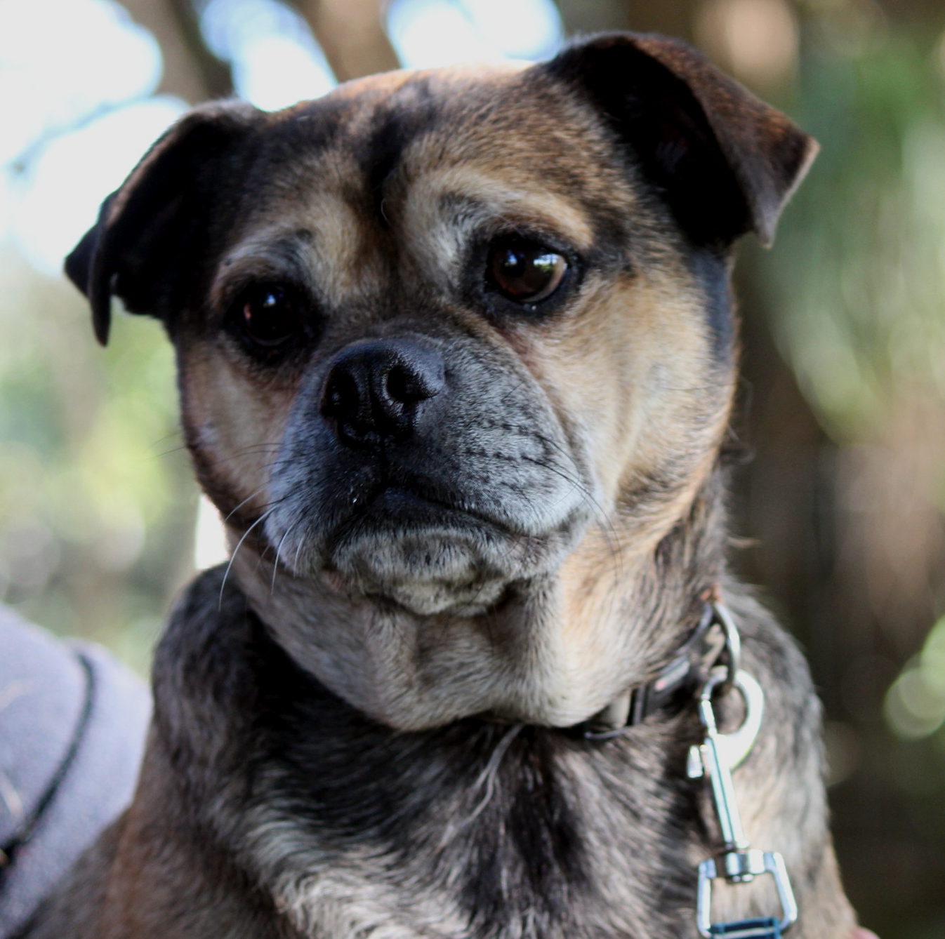 Tyson Small Male Jack Russell Terrier x Pug Mix Dog in NSW PetRescue