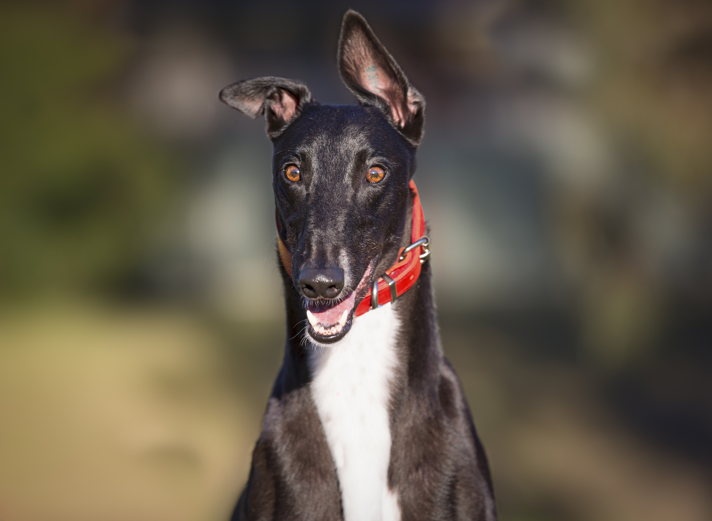 Bill Large Male Greyhound Dog in NSW PetRescue