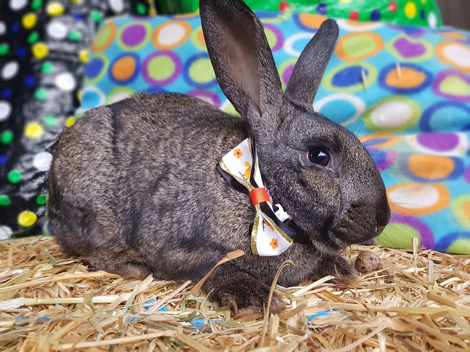 Tyson - Male Rabbit in VIC - PetRescue