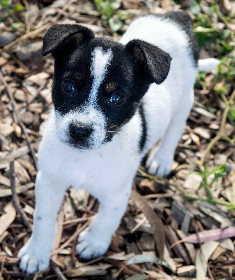 Willoughby Medium Male Cross Breed Dog in SA PetRescue