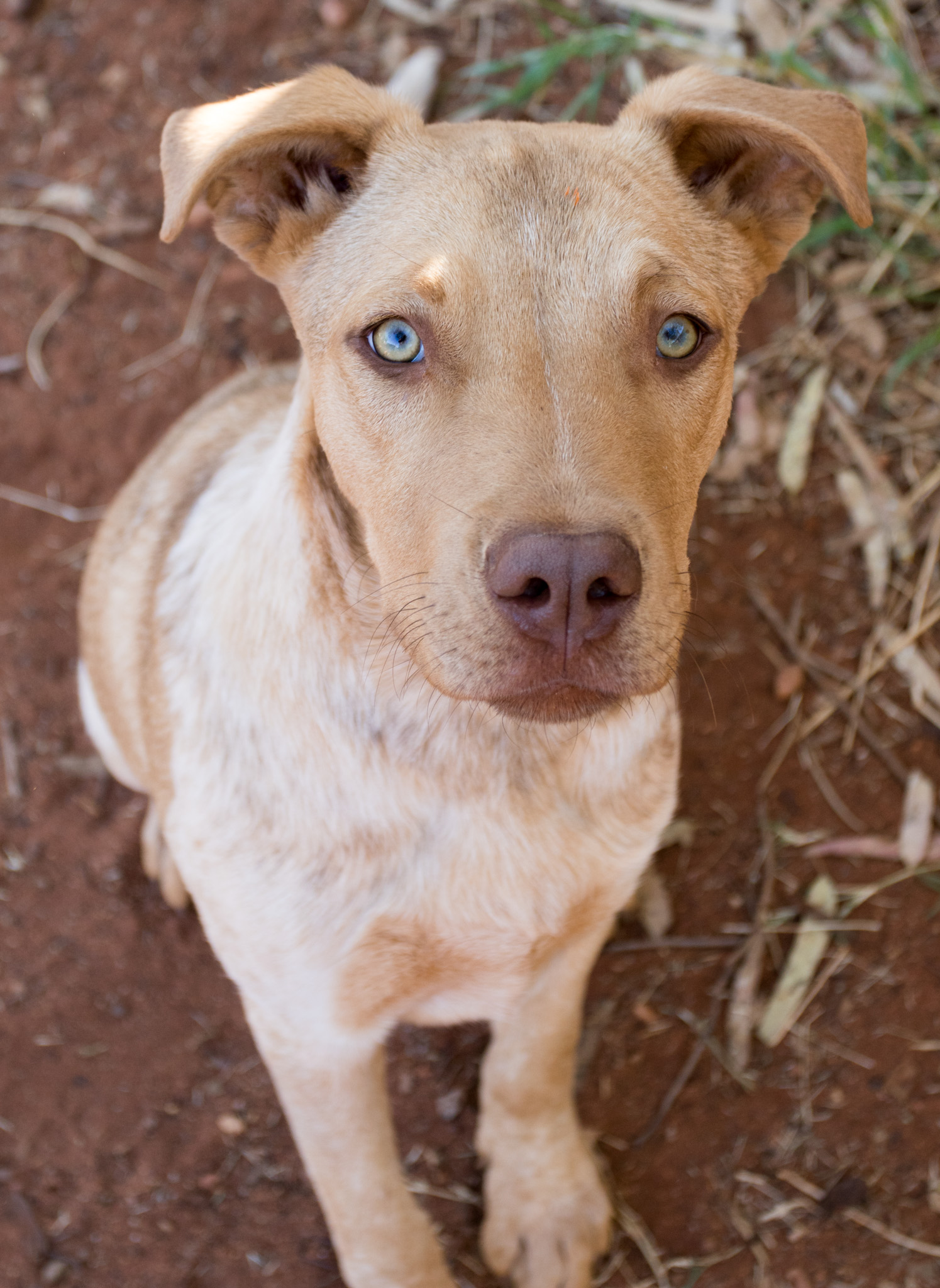 Rocky Large Male Mixed Breed Dog in VIC PetRescue
