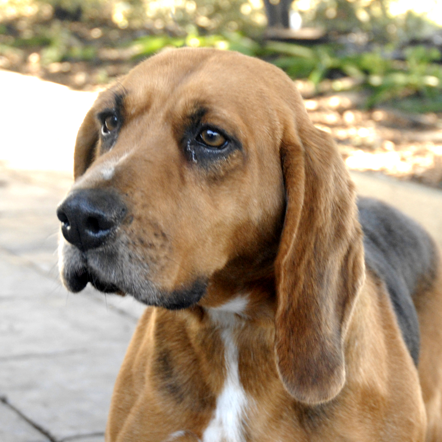 Sally ID 20290 Medium Female Bloodhound Dog in VIC PetRescue