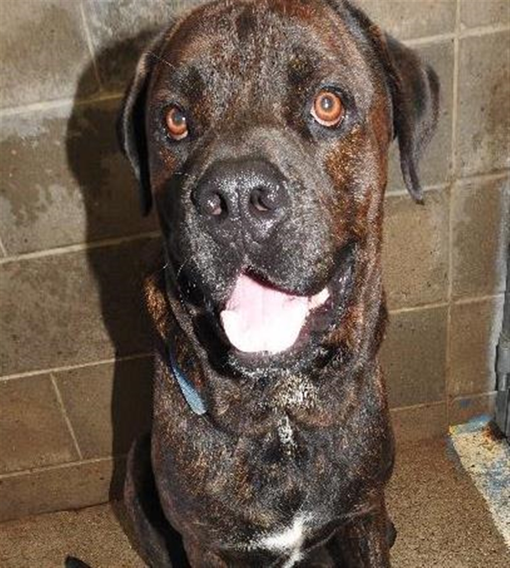 Duke - Large Male Bullmastiff x Rottweiler Mix Dog in QLD - PetRescue