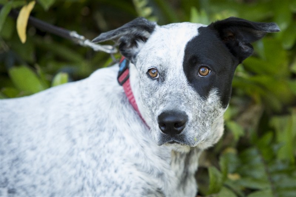 Cobba - Medium Male Australian Stumpy Tail Cattle Dog Mix Dog in QLD ...