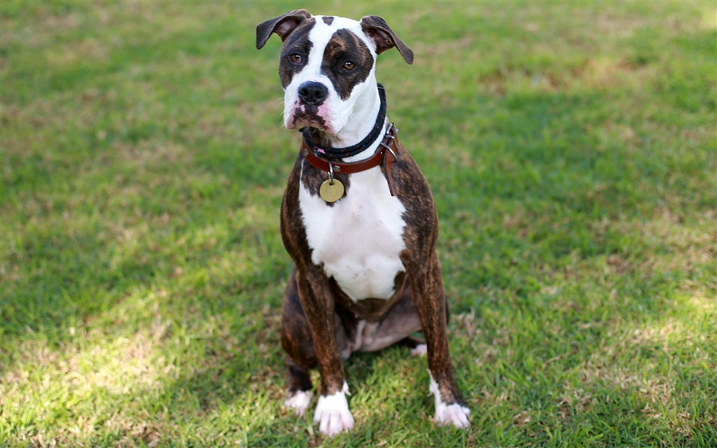 Peyton - Large Female American Bulldog x Boxer Mix Dog in VIC - PetRescue