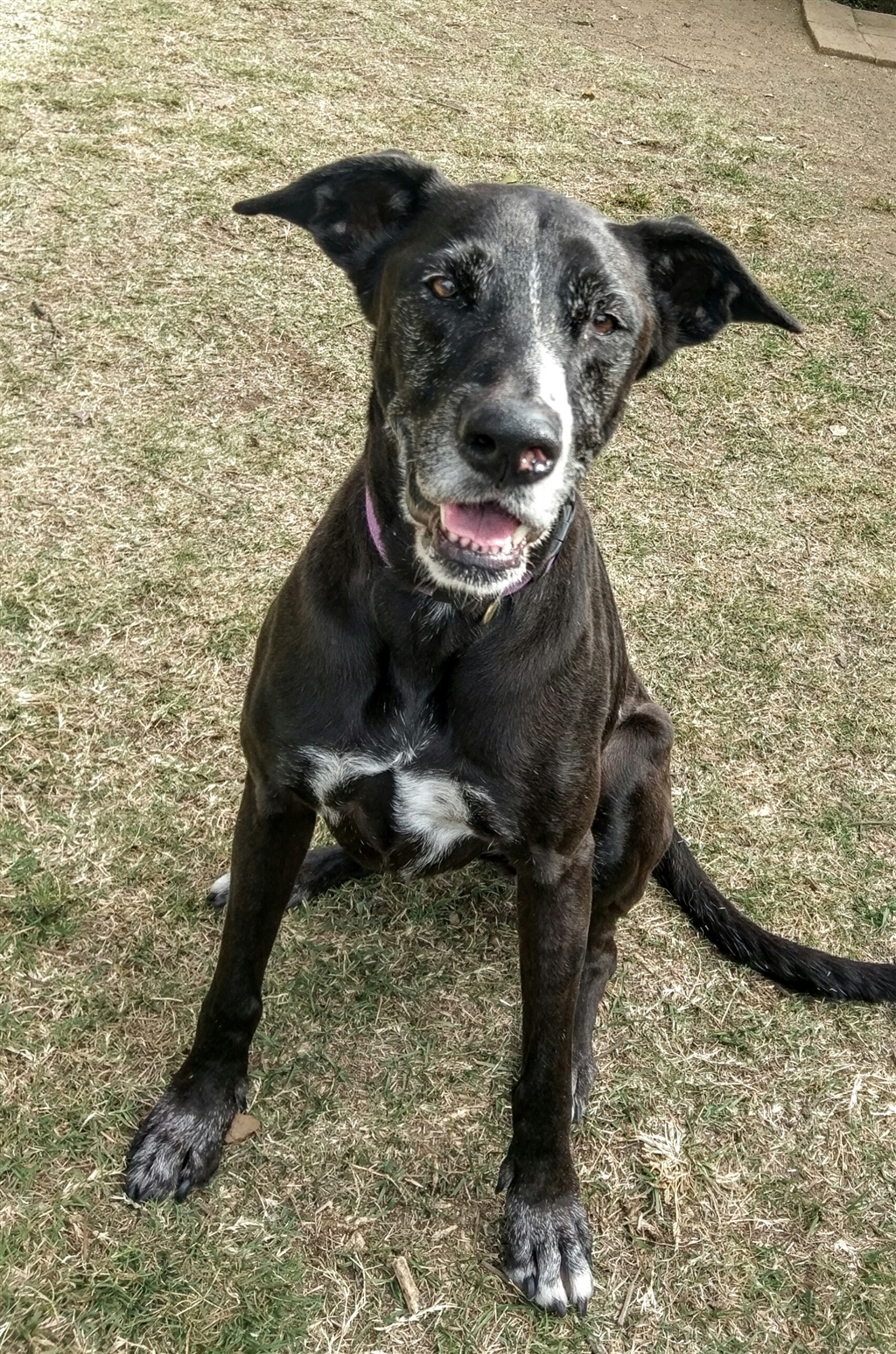 Shadow - Large Female Great Dane x Greyhound Mix Dog in QLD - PetRescue