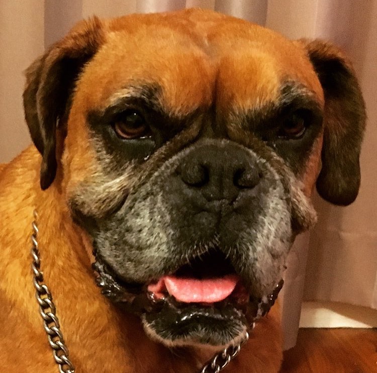 Indiana Large Female Boxer Dog in NSW PetRescue