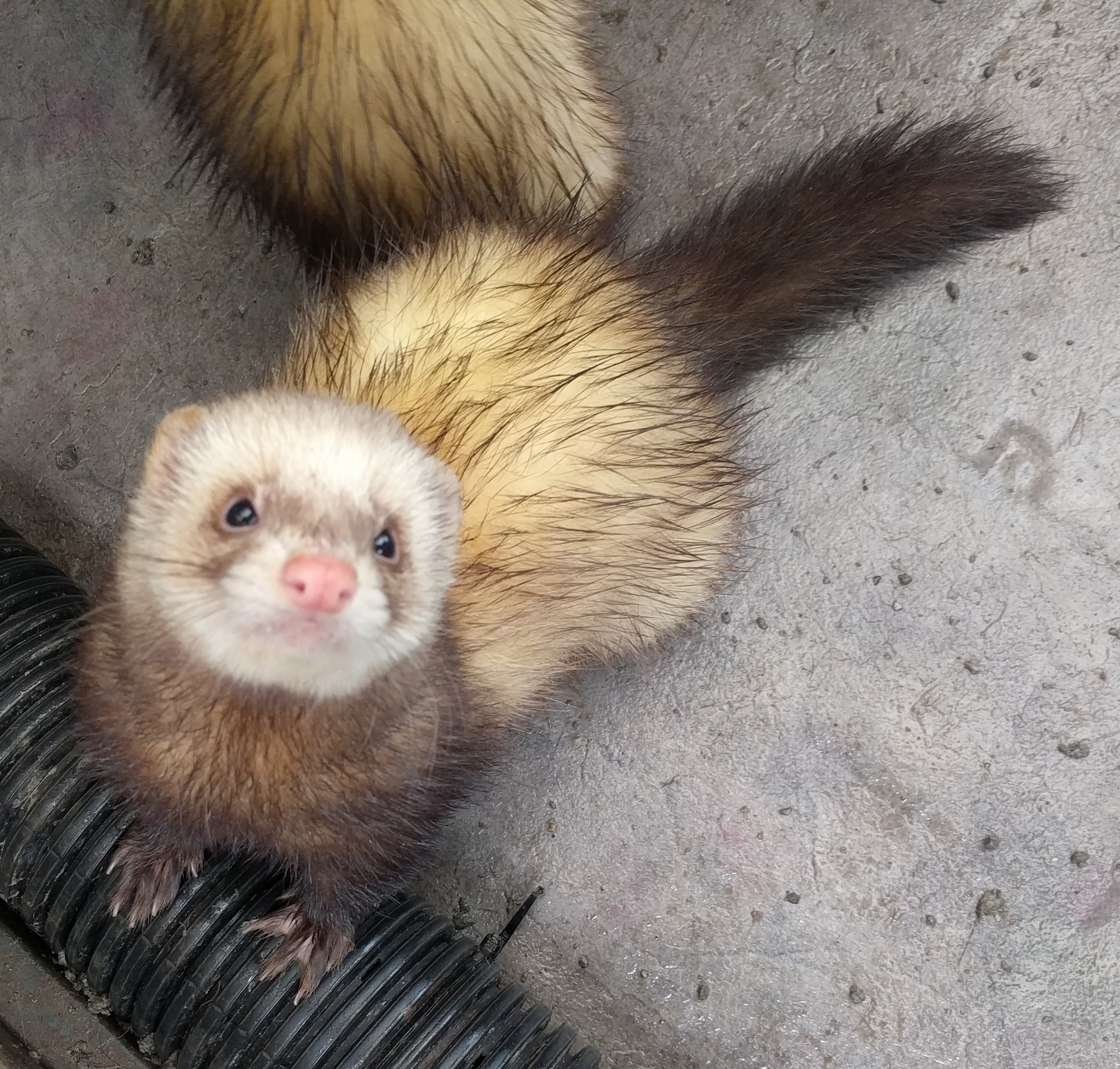 Cooper Male Ferret in VIC PetRescue