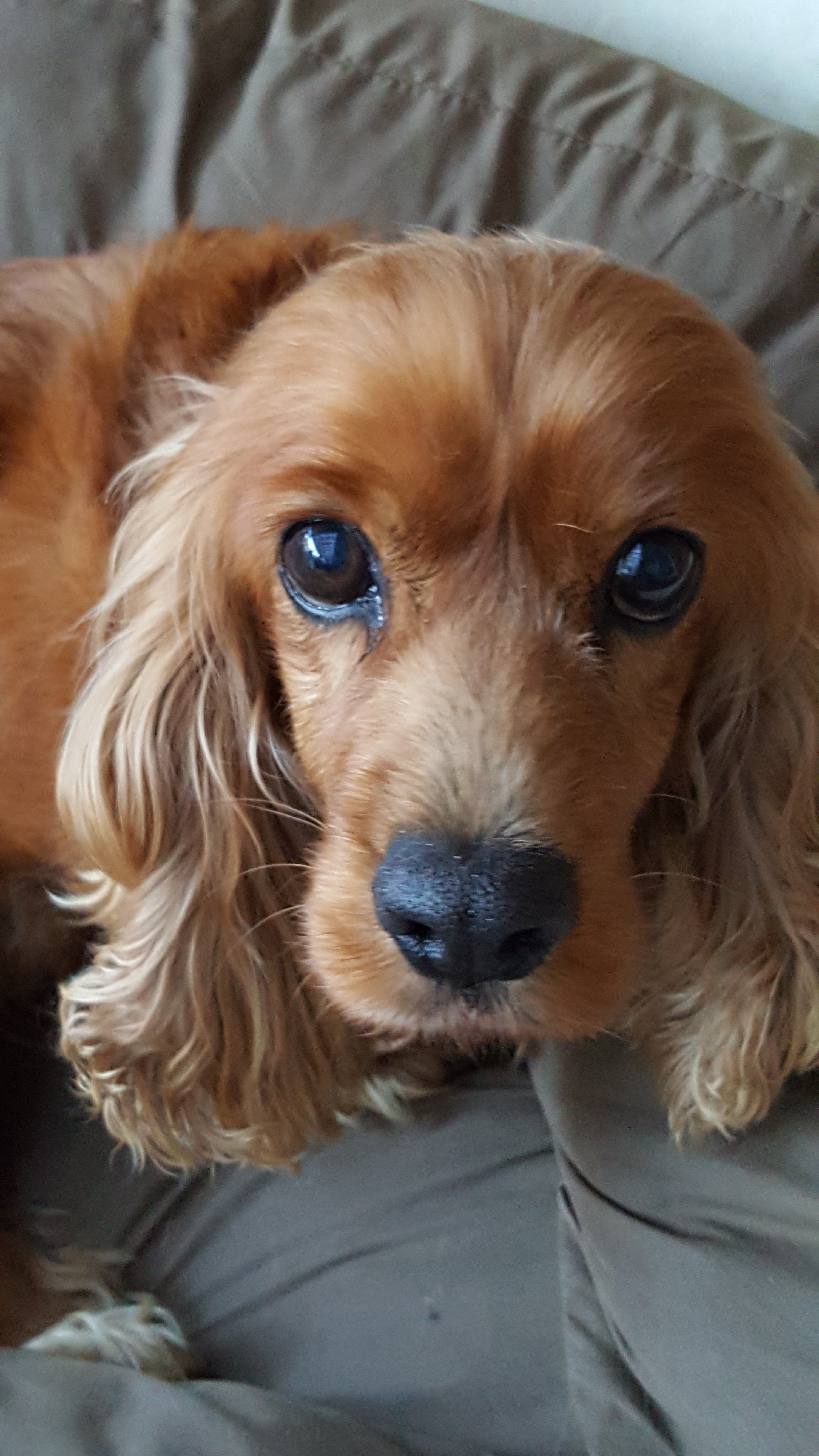 Mia Small Female Cocker Spaniel, English Dog in NSW PetRescue
