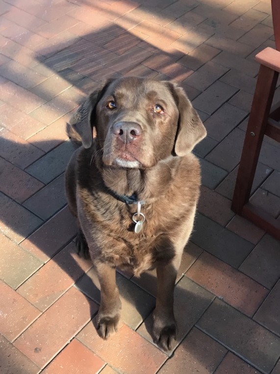 Rusty Large Male Labrador Dog in VIC PetRescue