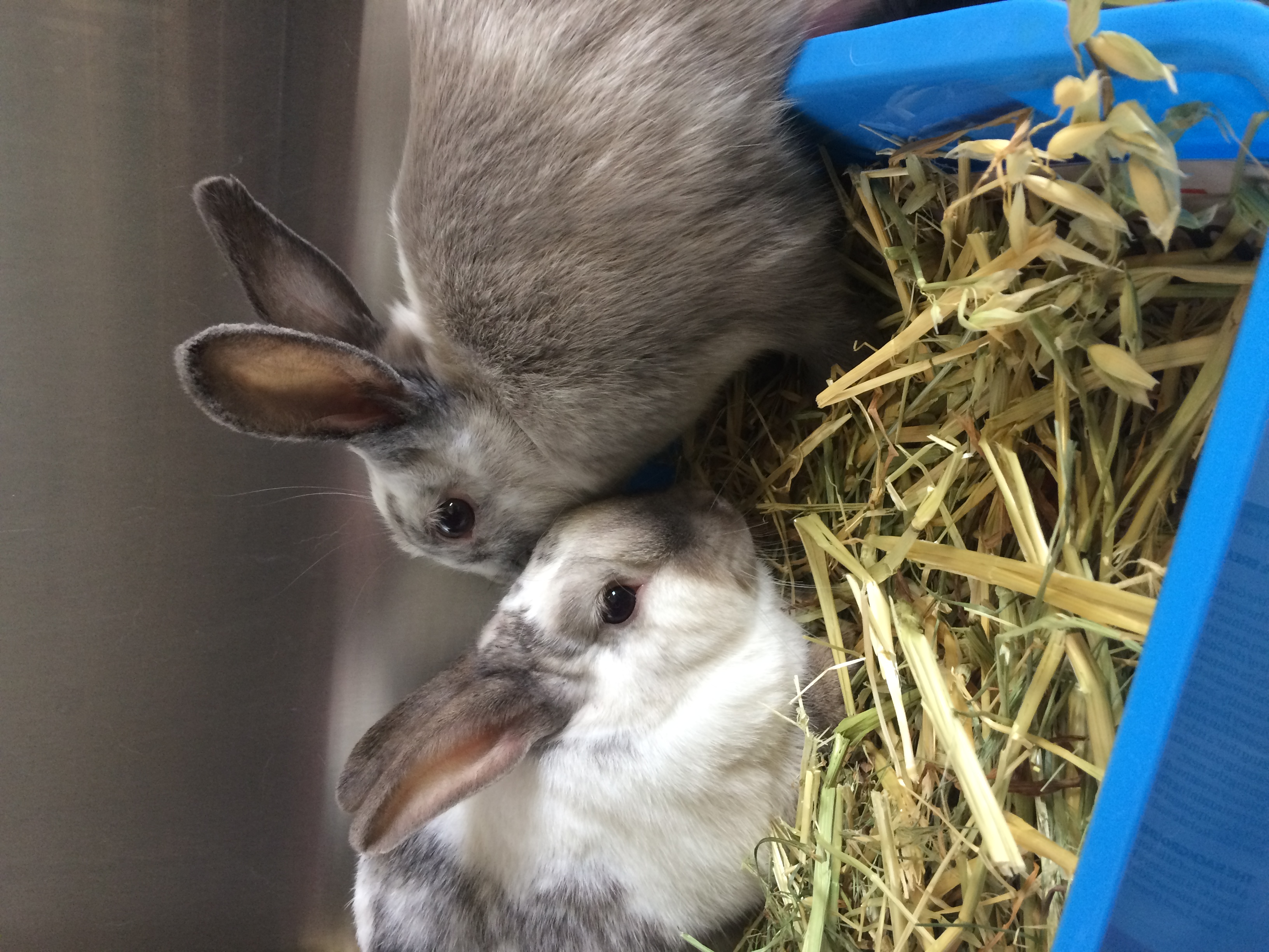 Dwarf Rabbit Mix Freckles and Sparkles - Male Dwarf Mix Rabbit in VIC - PetRescue