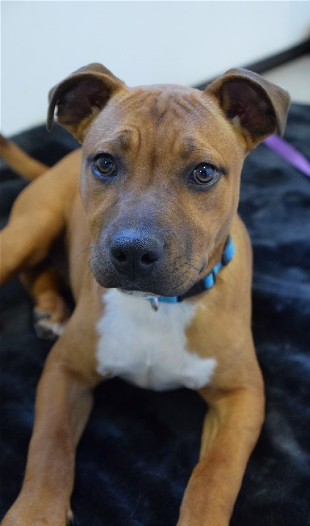 Red Medium Male American Staffordshire Bull Terrier Mix Dog in QLD PetRescue