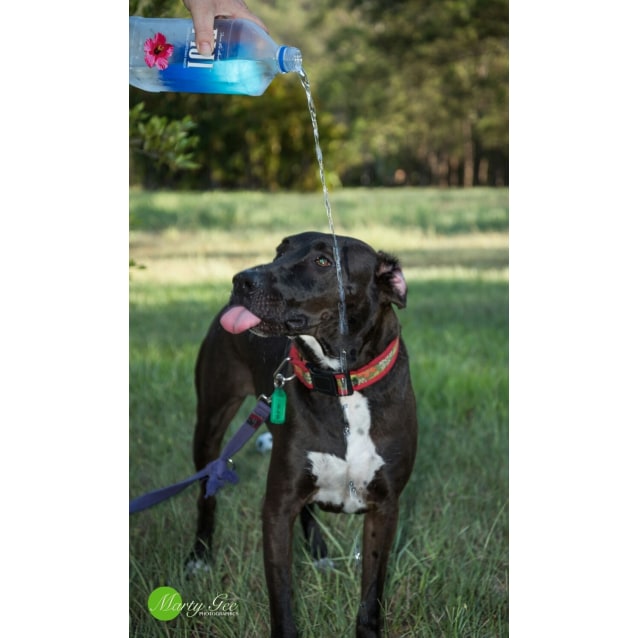 Best Friends Rescue QLD PetRescue