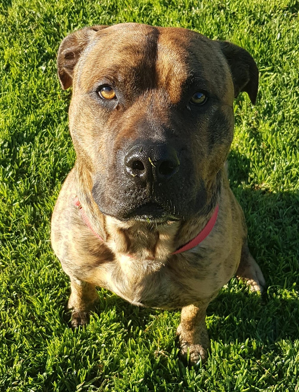 Boa Large Male Boxer x American Staffordshire Bull Terrier Mix Dog in WA PetRescue