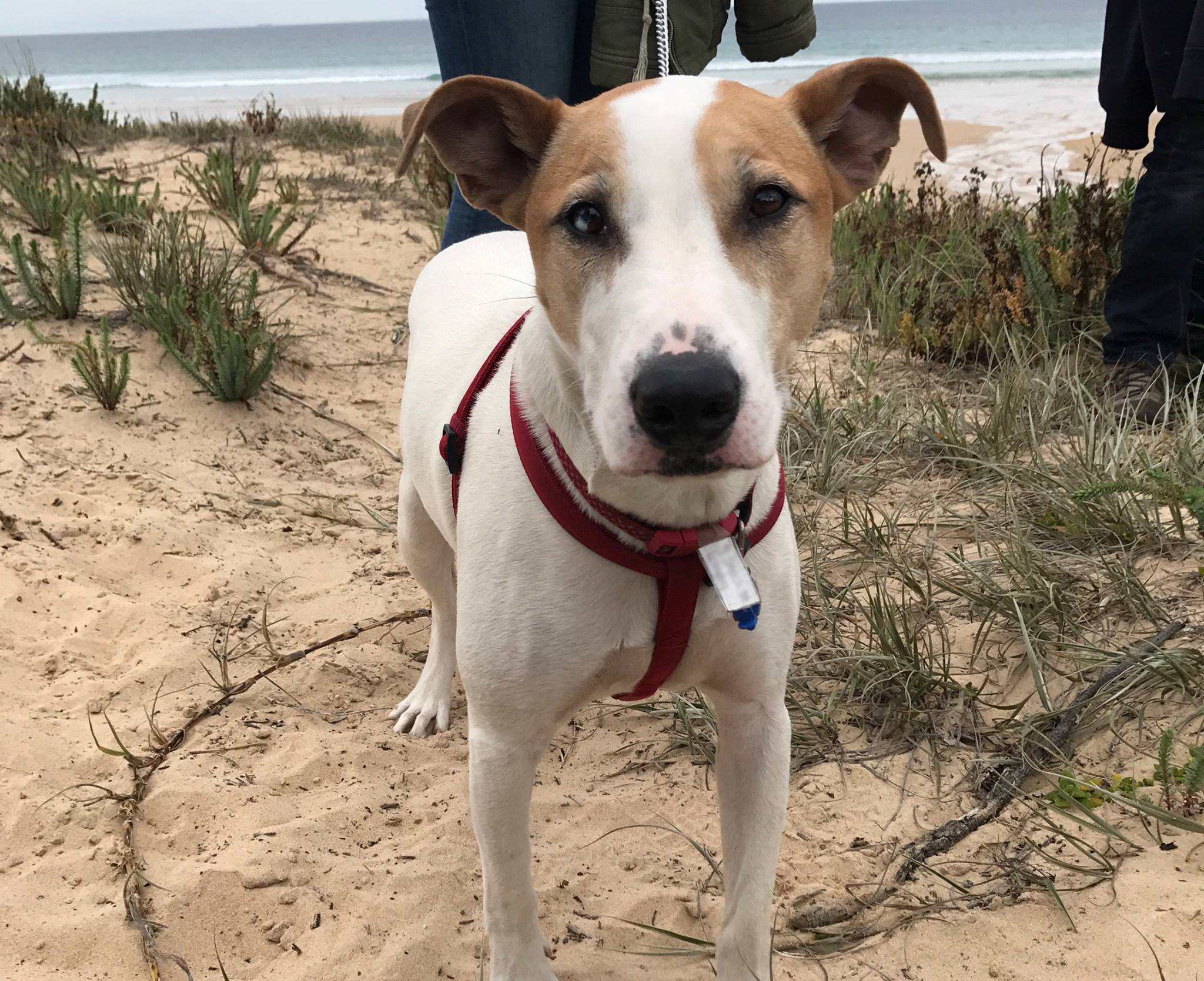 Bailey Medium Female Greyhound x Staffordshire Bull Terrier Mix Dog in VIC PetRescue Bailey Medium Female Greyhound x Staffordshire Bull Terrier Mix Dog in VIC PetRescue