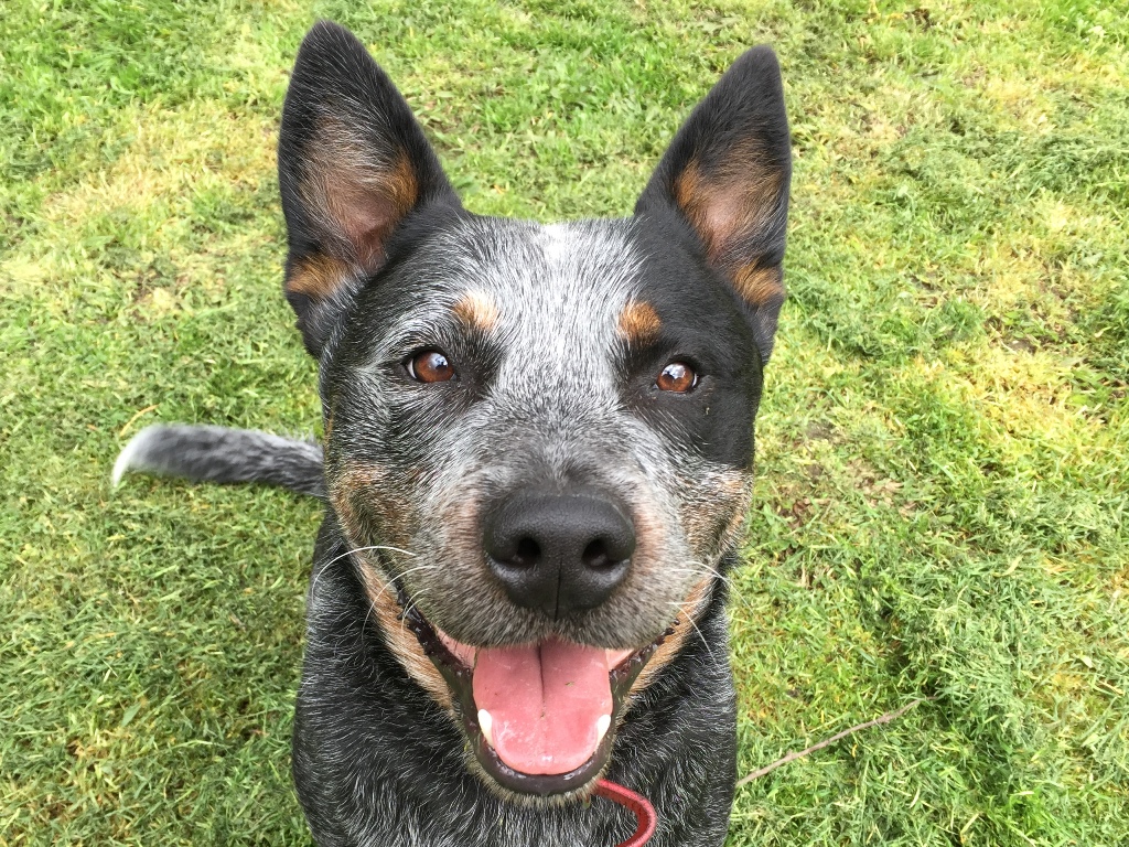 blue heeler rescue houston