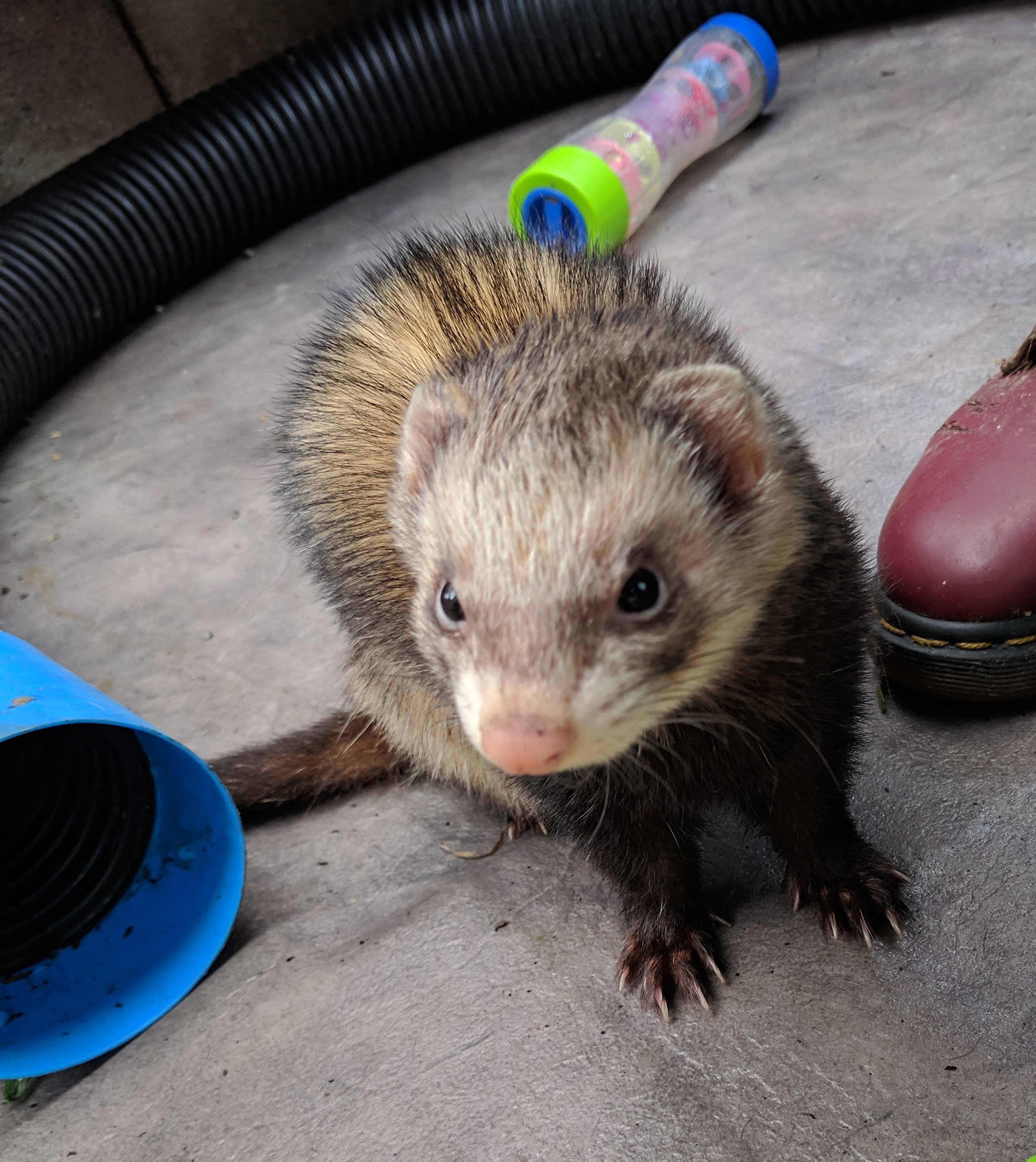 Basil Male Ferret in VIC PetRescue