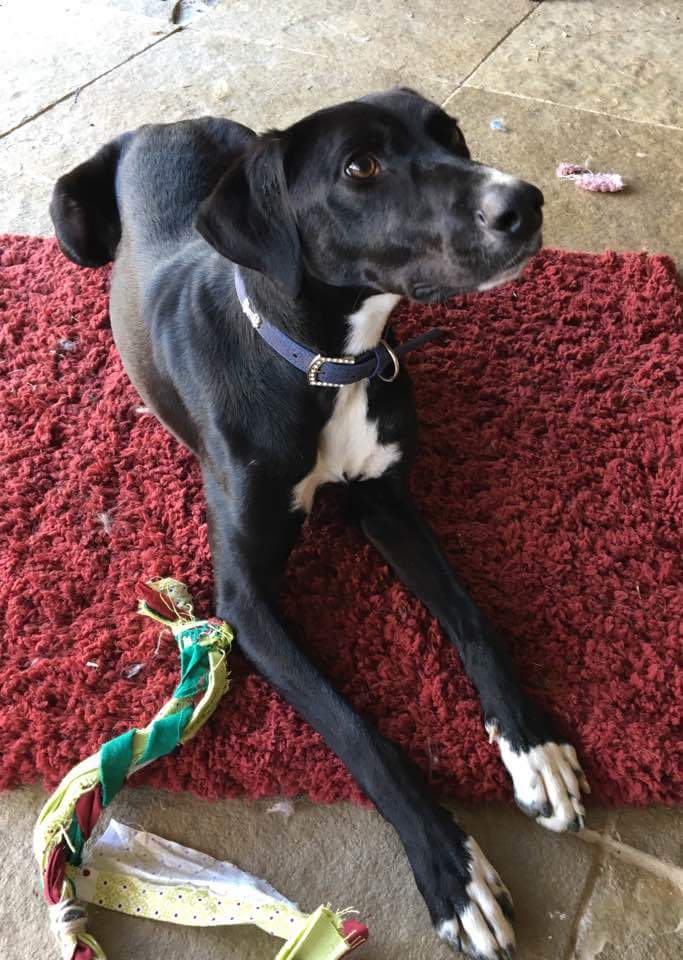 Stella - Medium Female Greyhound x Pointer Mix Dog in VIC - PetRescue
