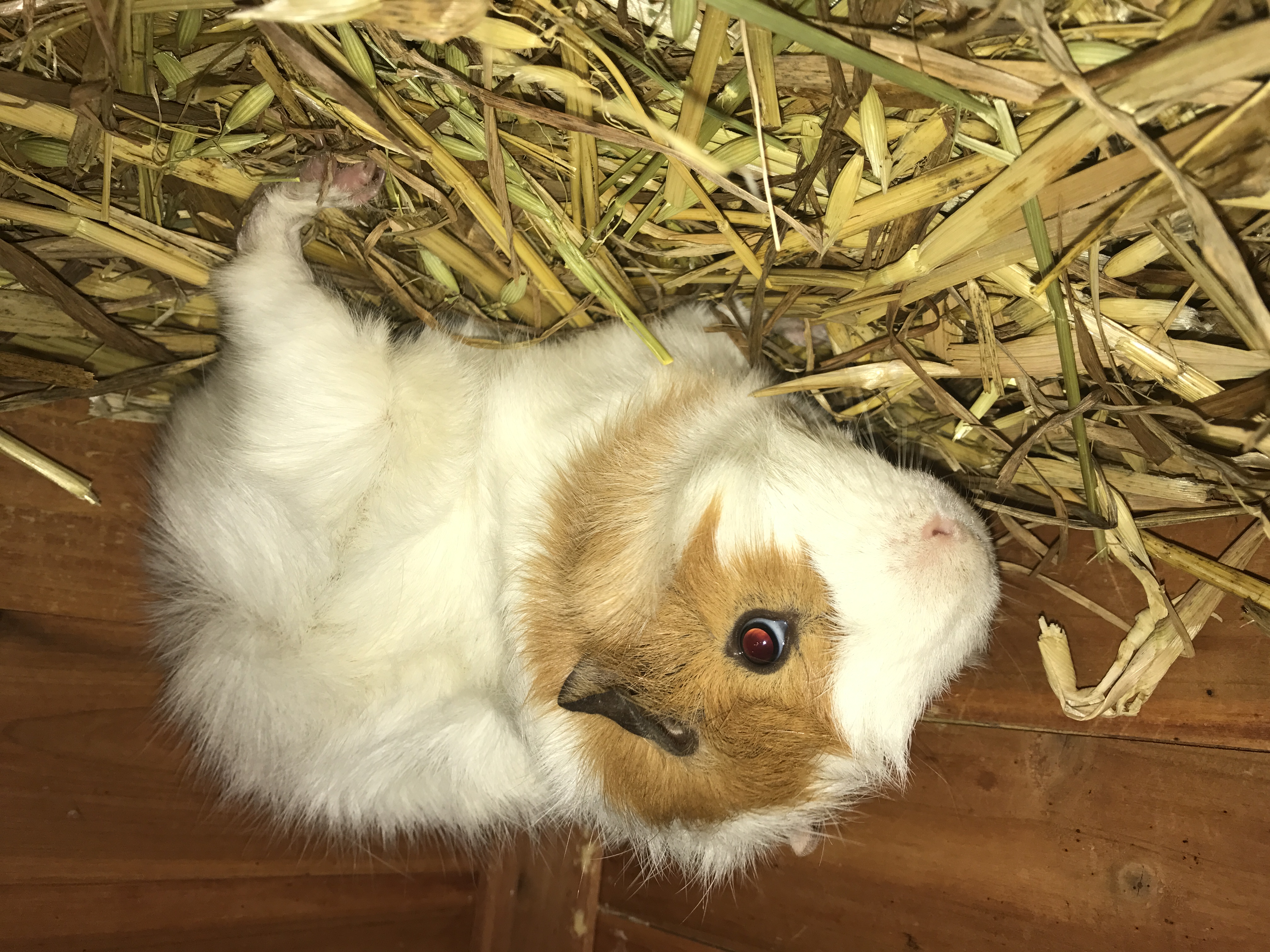 Mcgills Guinea pig rescue sanctuary PetRescue