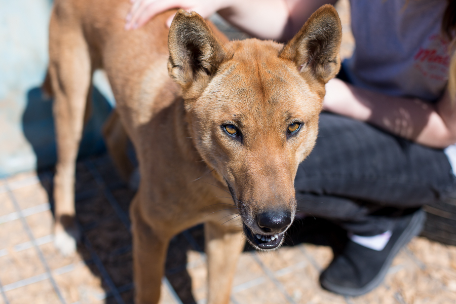 Kuli Dingo Medium Male Dingo Dog in NSW PetRescue