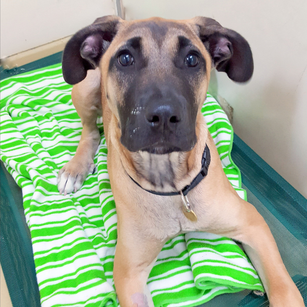 Kalla Large Female Bullmastiff x Irish Wolfhound Dog in VIC PetRescue