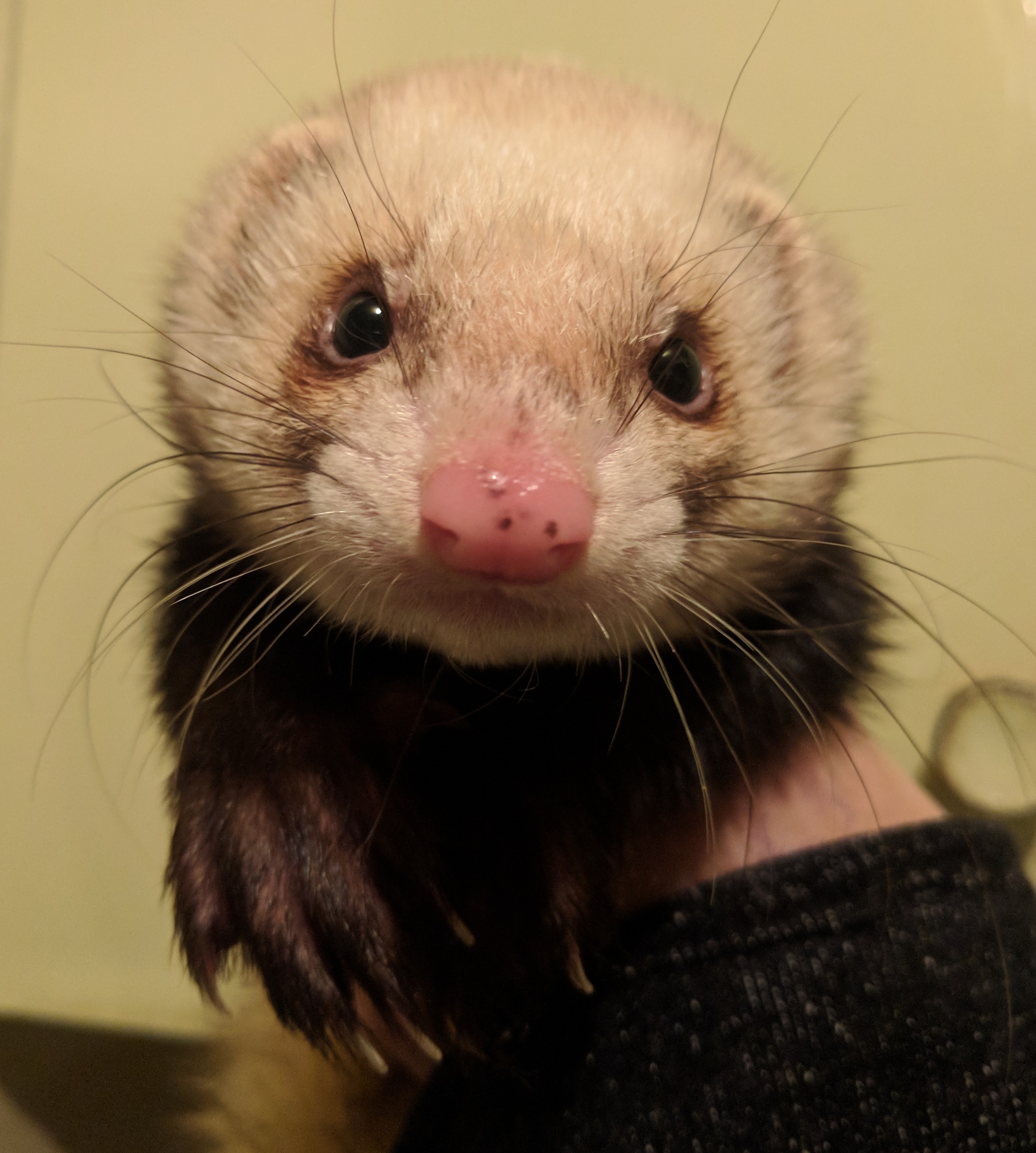 Bill Male Ferret in VIC PetRescue