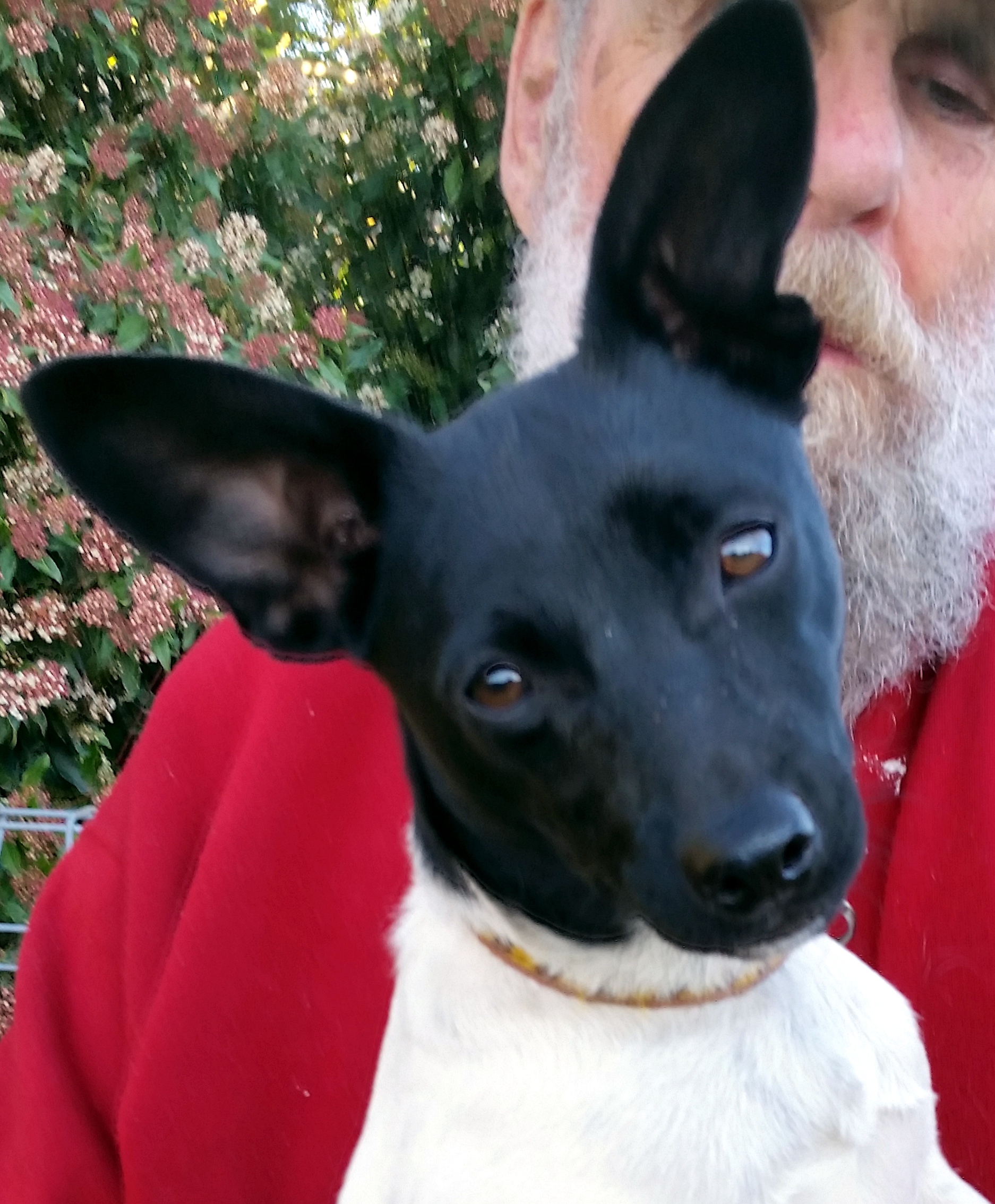 Sootie Small Male Tenterfield Terrier Dog in NSW PetRescue