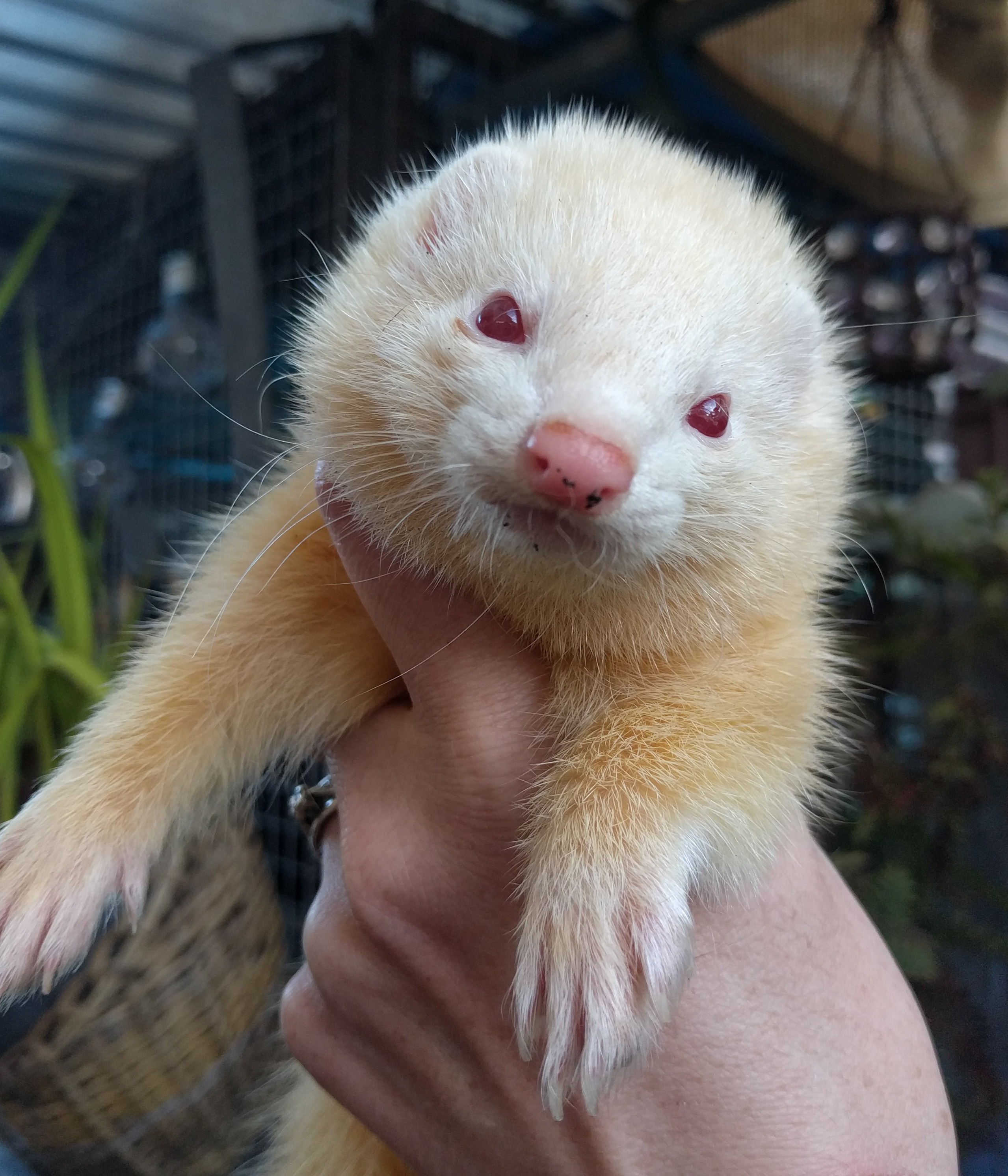 Snow Female Ferret in VIC PetRescue
