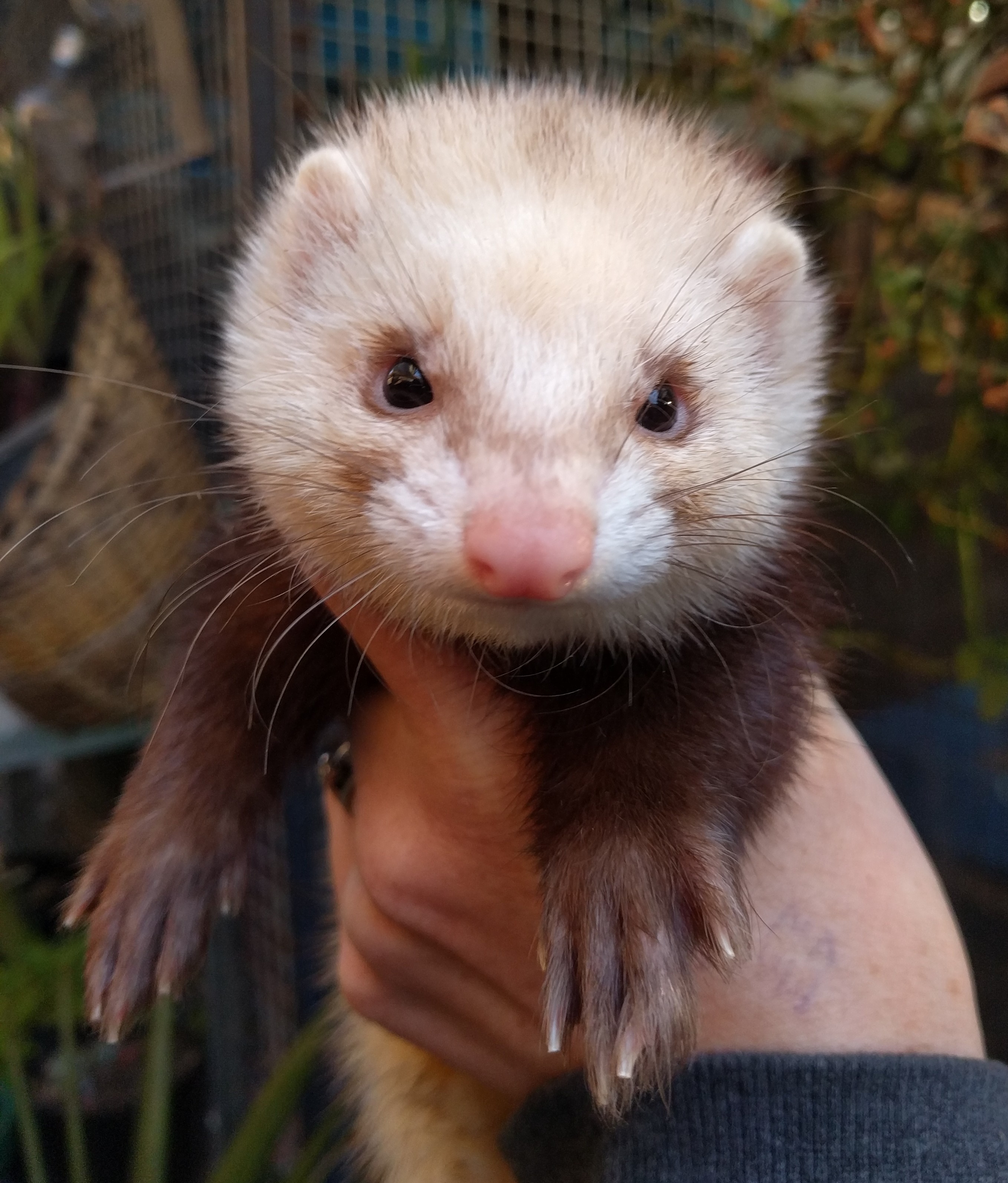 Annie Female Ferret in VIC PetRescue
