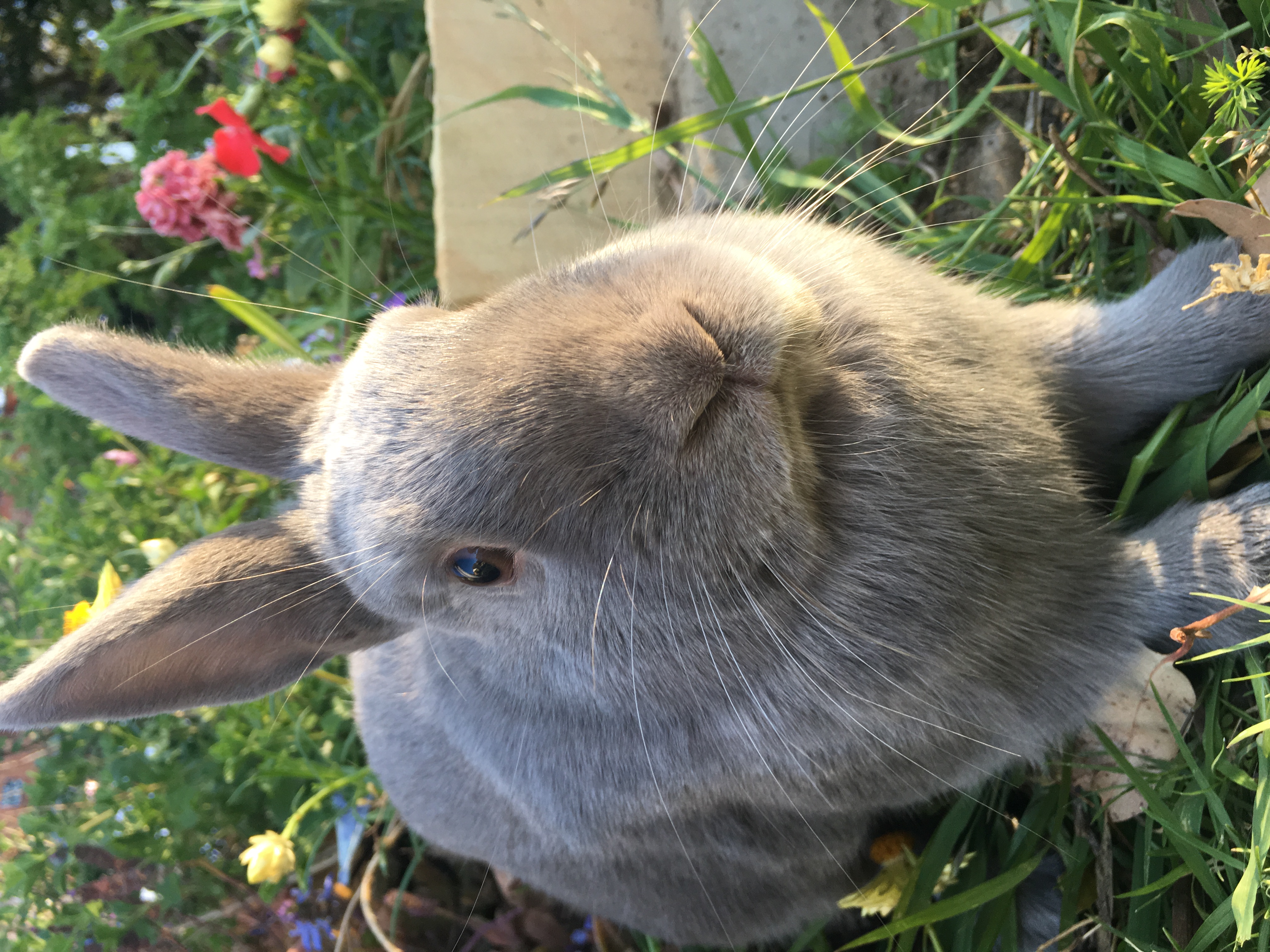 Venus Female Dwarf Rabbit in NSW PetRescue