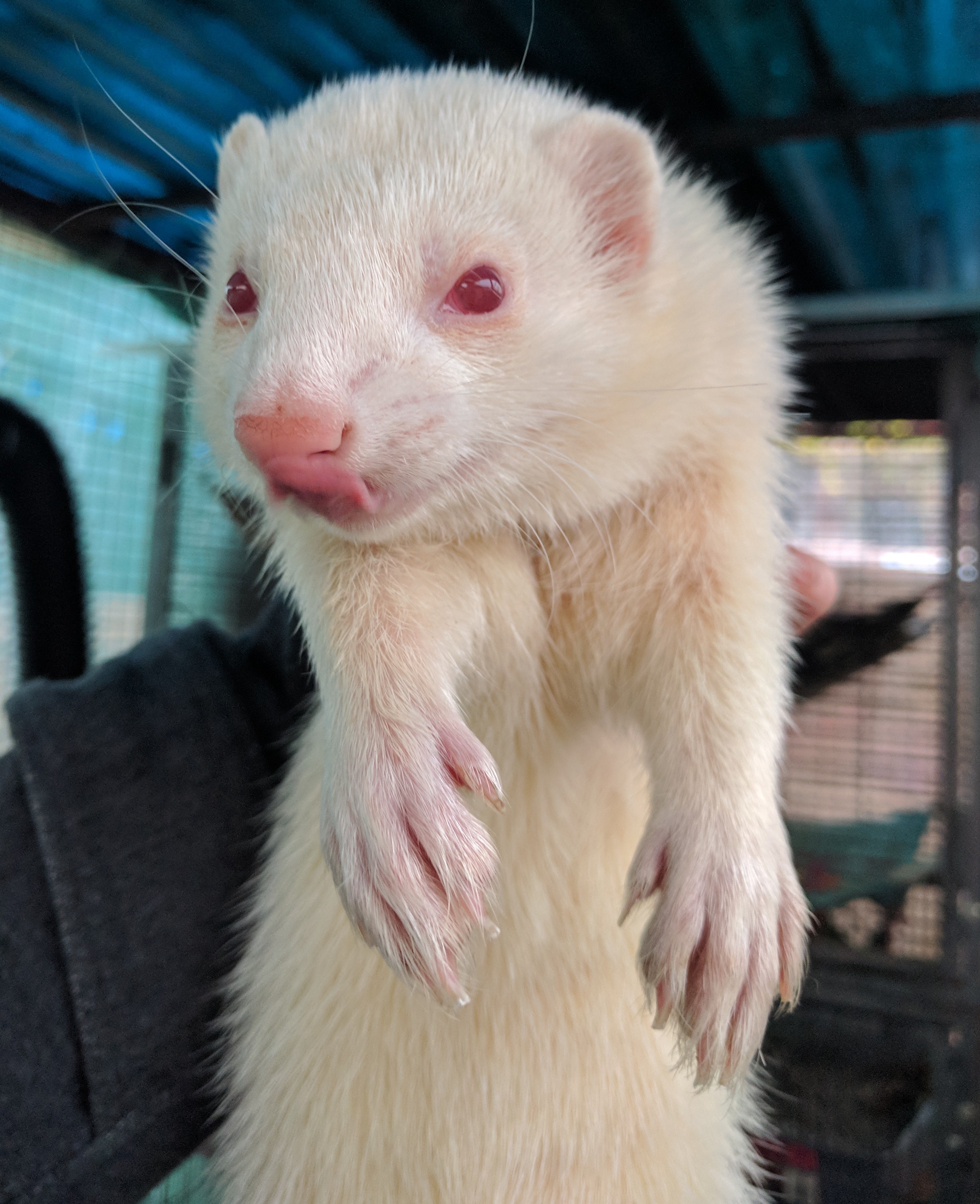 Rogue Male Ferret in VIC PetRescue