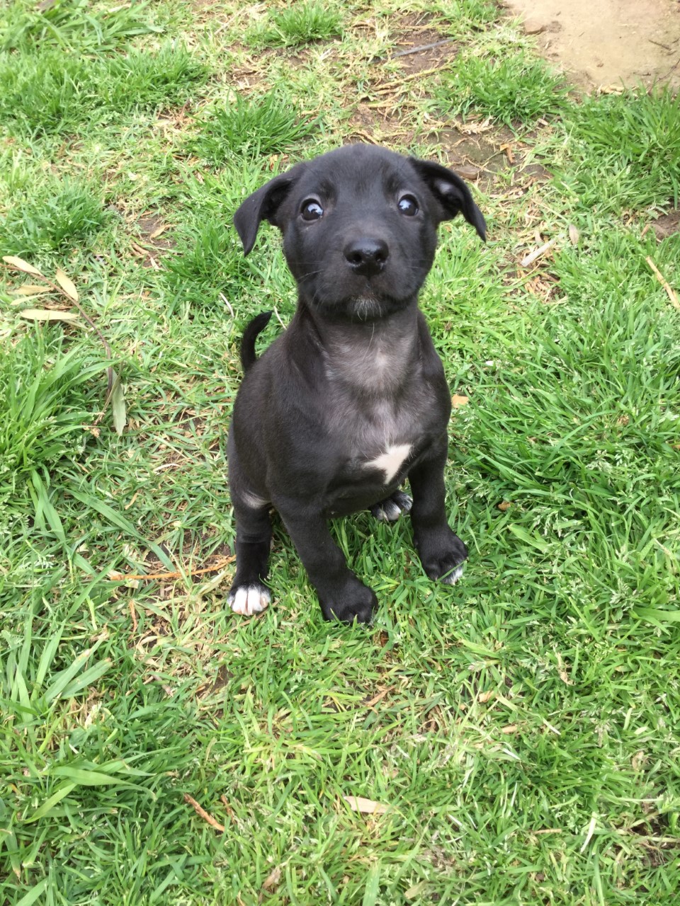 kelpie x puppies for sale