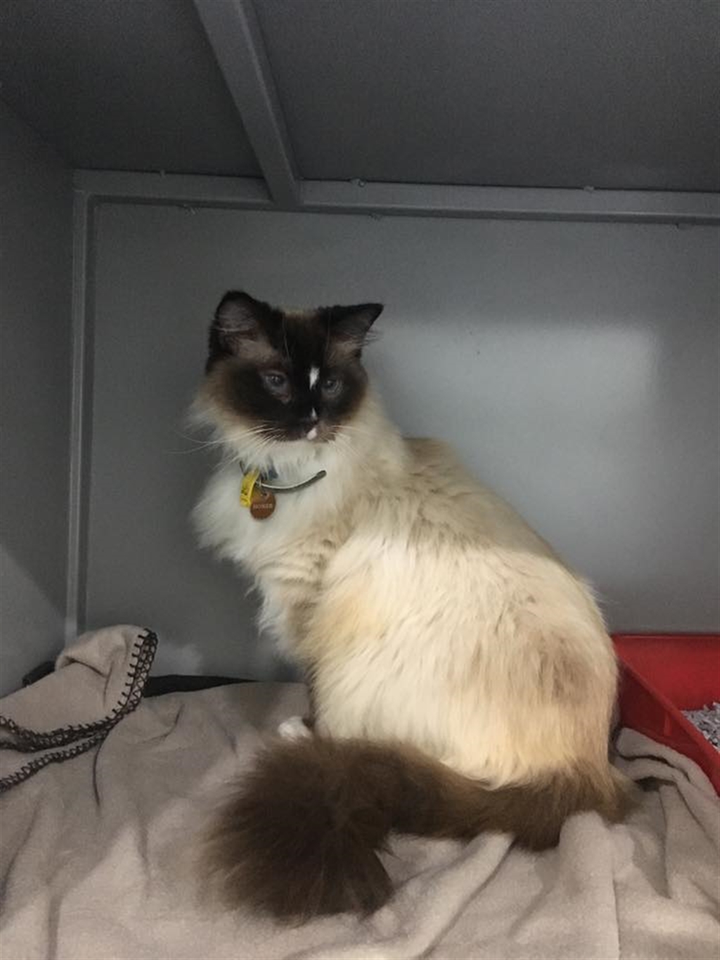 Homer Ragdoll Homer - Male Ragdoll Mix Cat in VIC - PetRescue