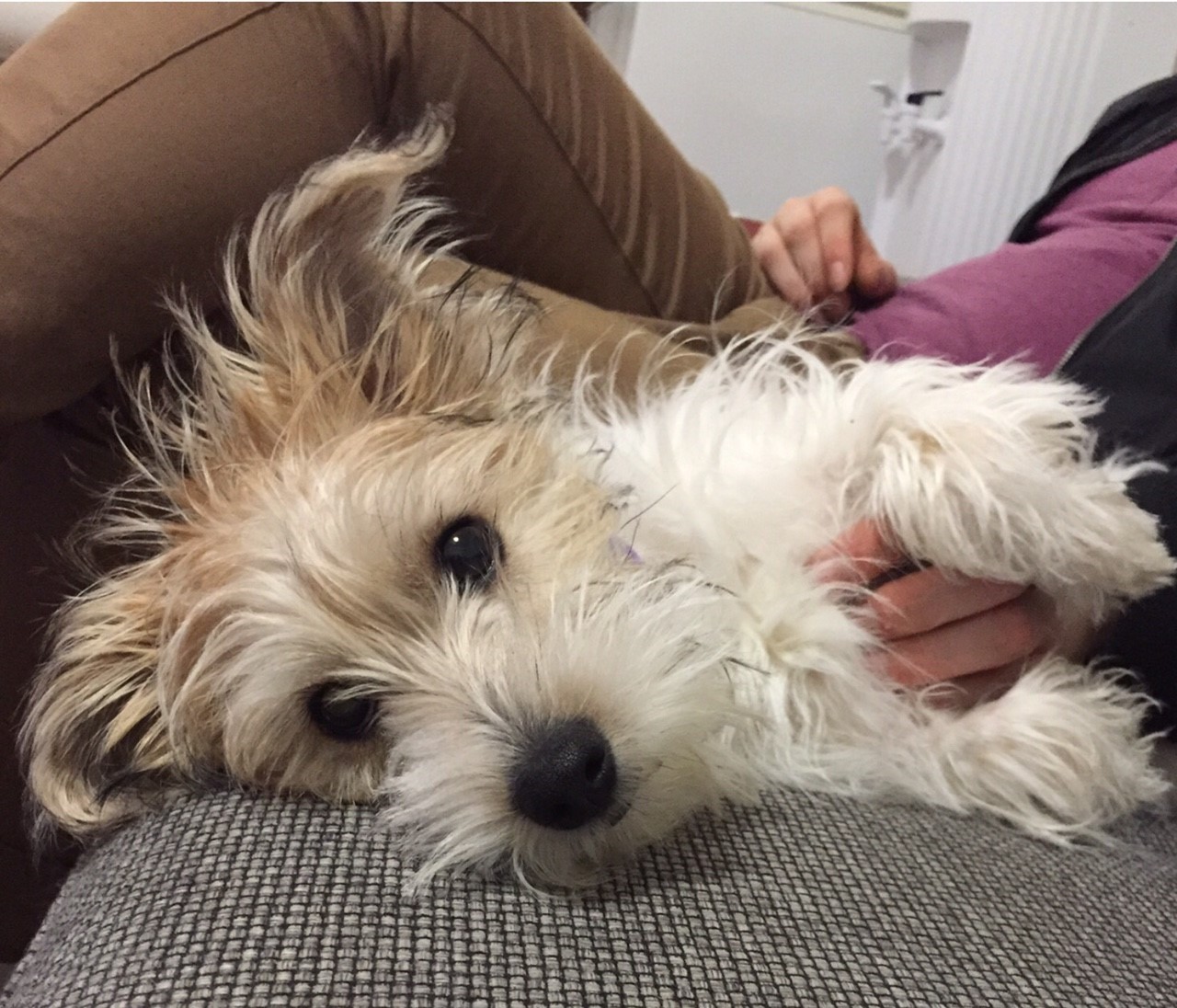 Sale maltese shih tzu cross jack russell Top Sale