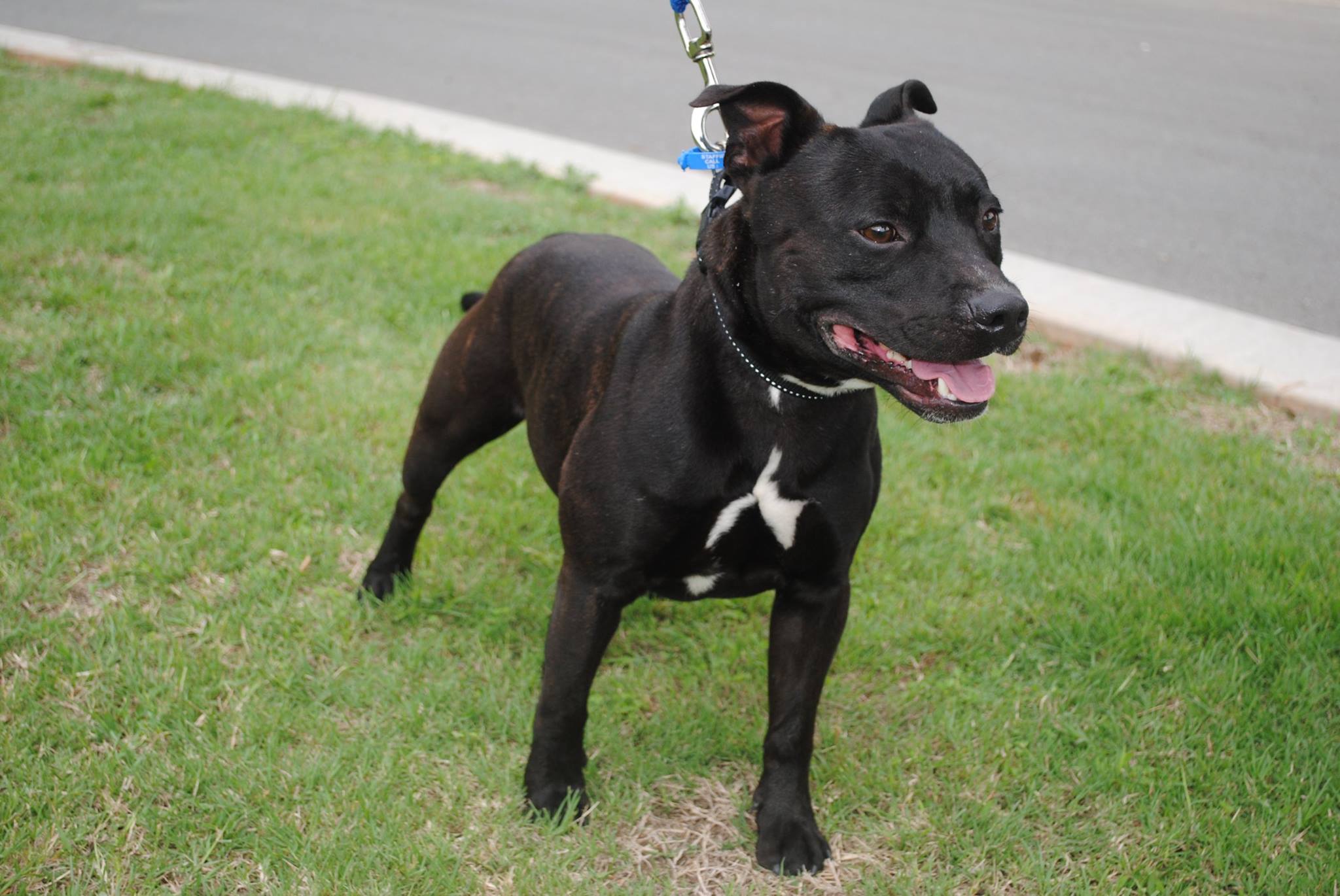 Barney Small Male Staffordshire Bull Terrier Dog in QLD PetRescue