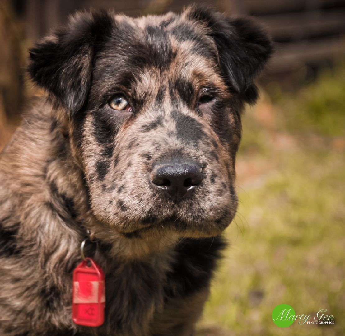 Shar pei hot sale australian shepherd mix