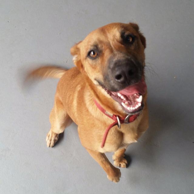 Hunter Medium Male German Shepherd x Red Heeler Dog in NT PetRescue