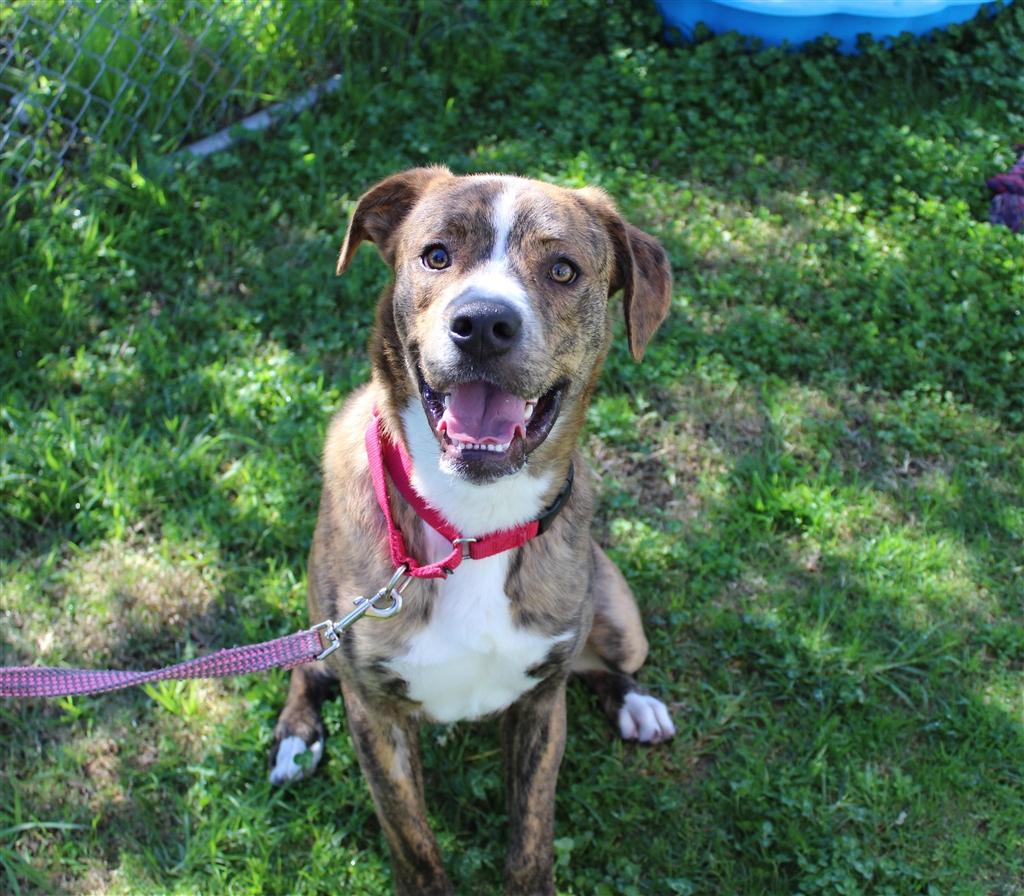 Leo - Large Male Border Collie x Staffordshire Bull Terrier Mix Dog in ...