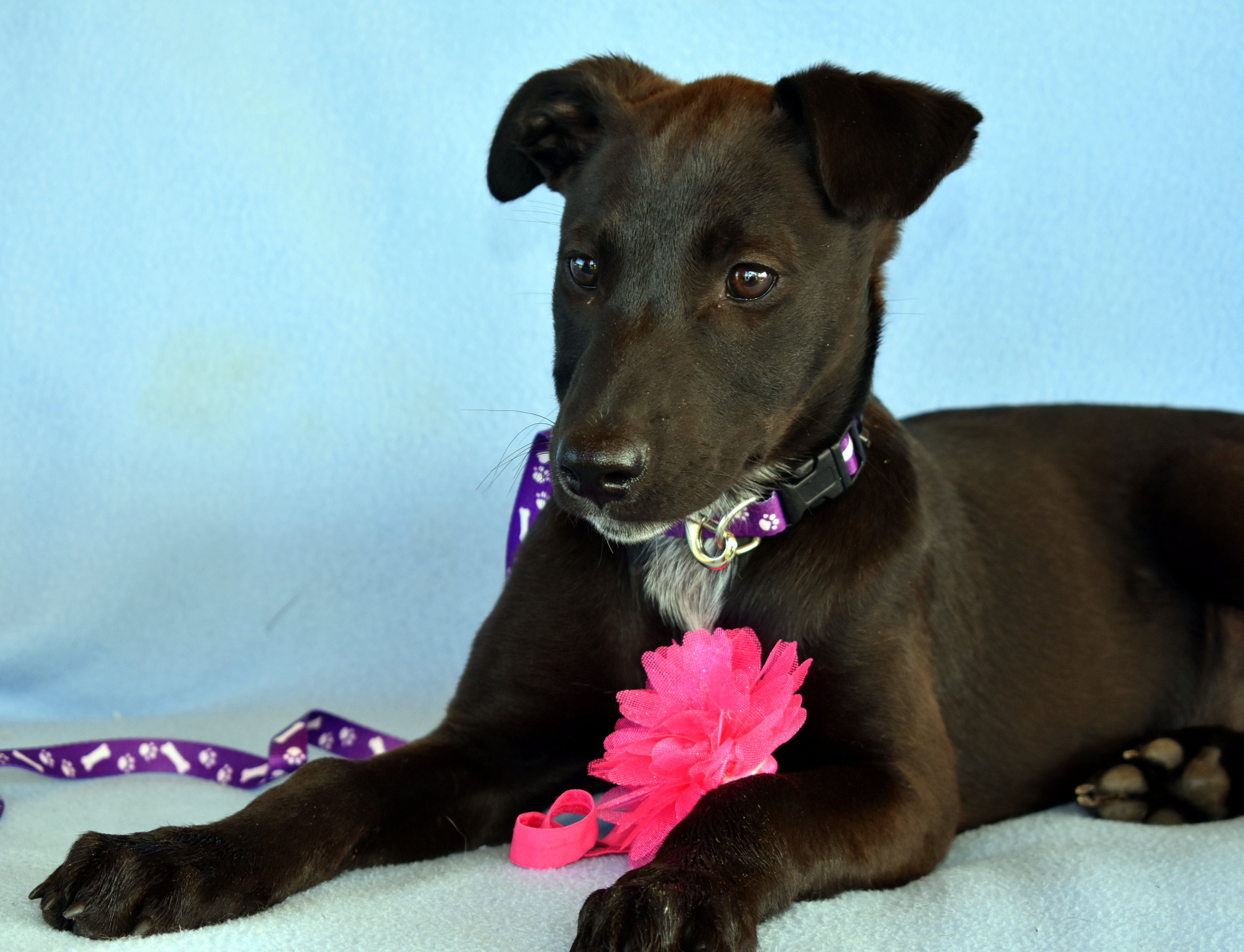 Ophelia - Large Female Greyhound x Rottweiler Mix Dog in QLD - PetRescue