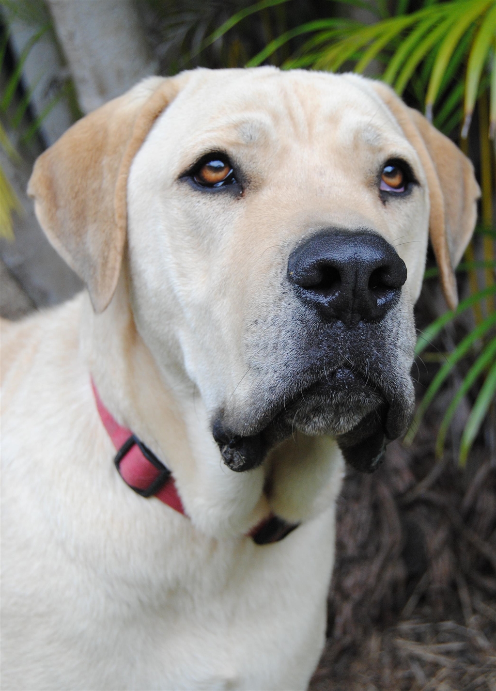 Ralph Large Male Neapolitan Mastiff x Labrador Retriever Mix Dog in